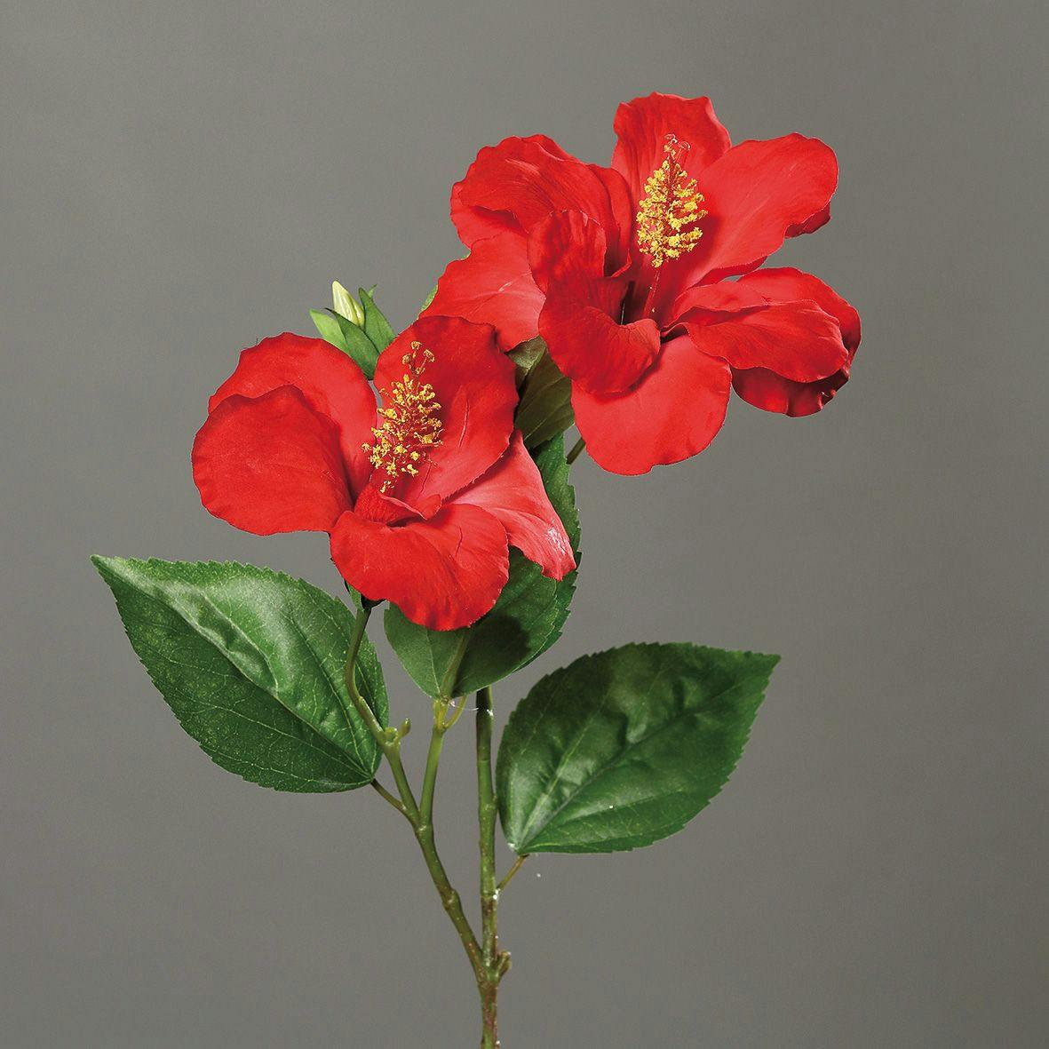 Hibiscus rouge branche 2 fleurons