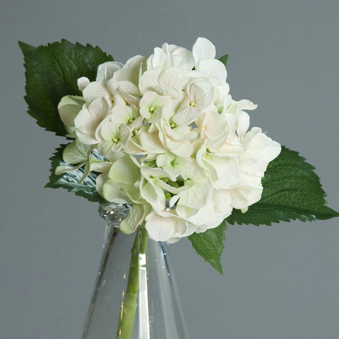 Hortensia crème