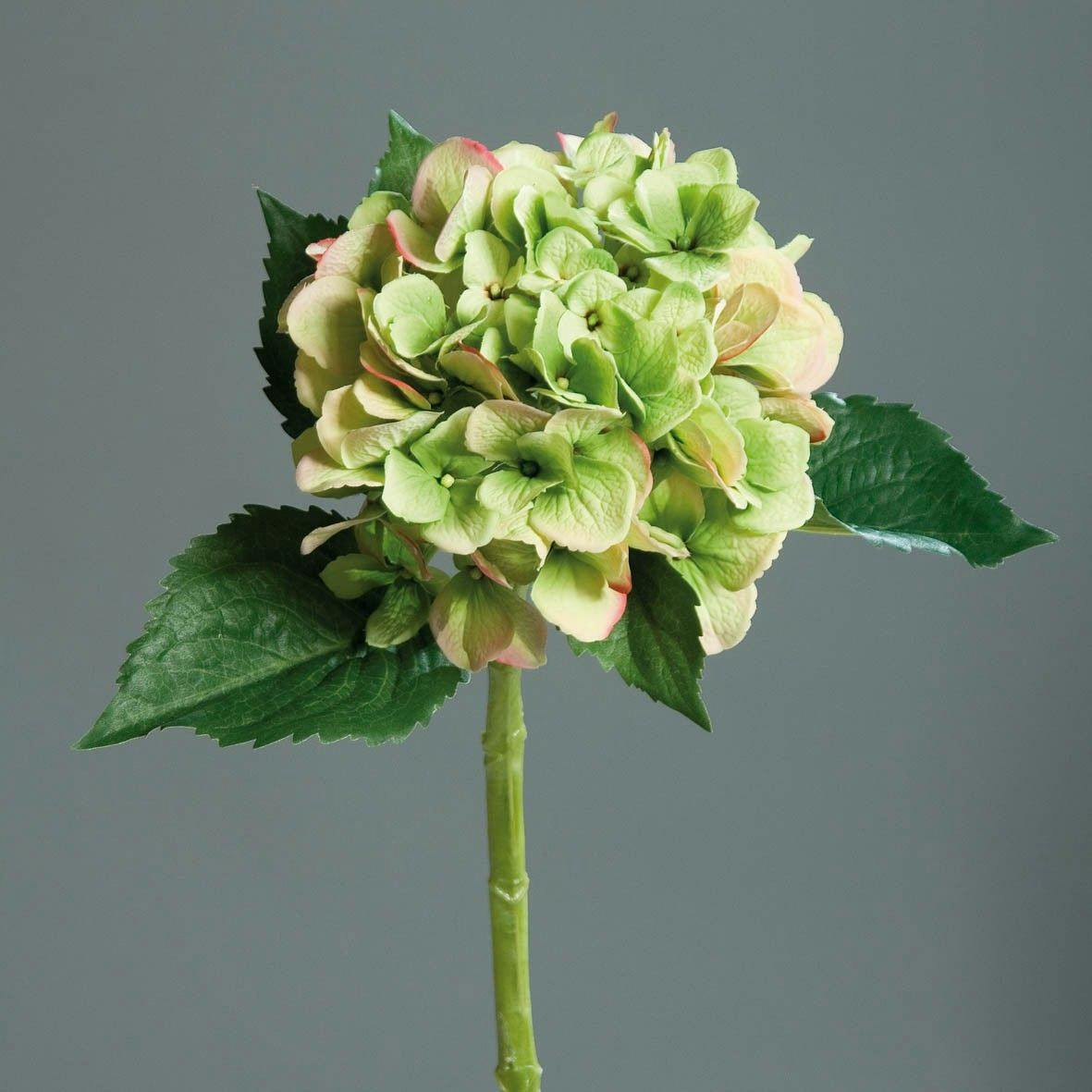 Hortensia vert