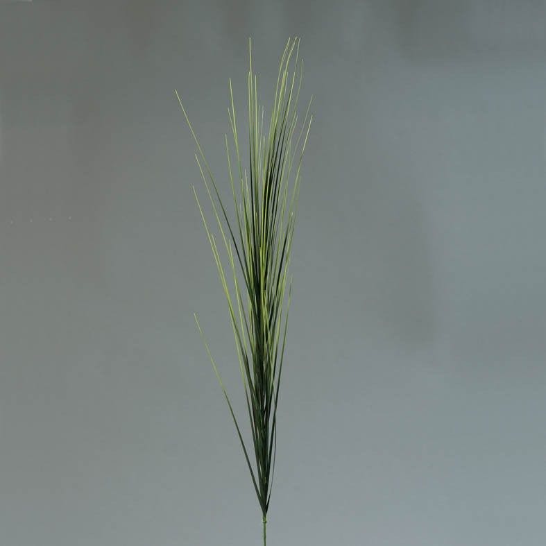 Isolepsis vert