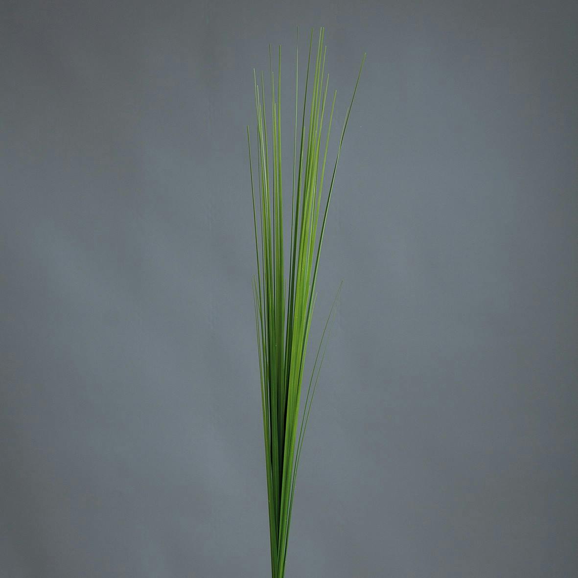 Isolepsis Vert clair 85CM
