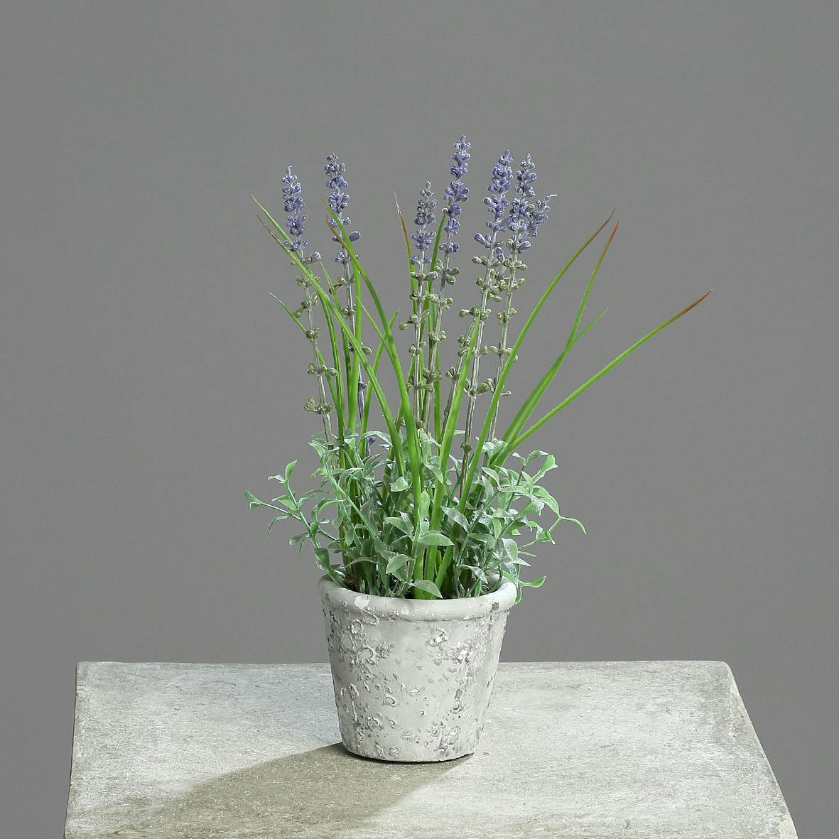 Lavande en pot de grès blanc 24CM