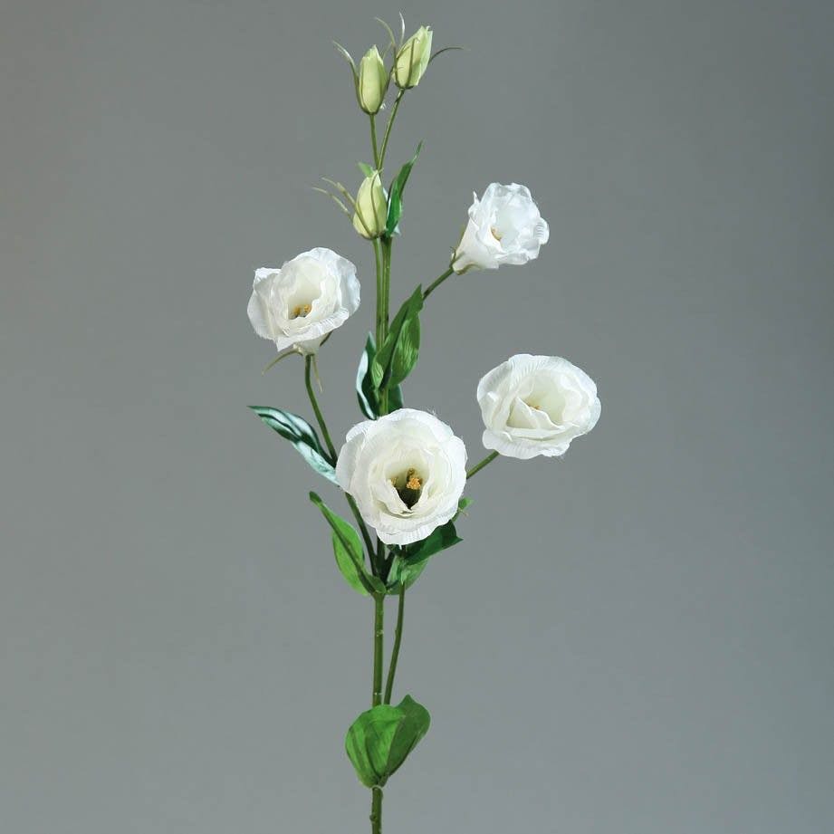 Lysianthus blanc