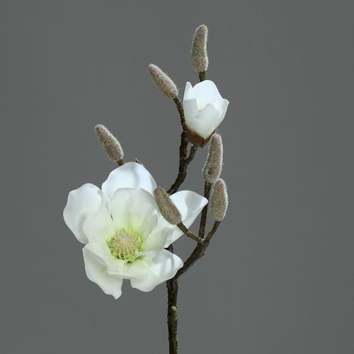 Magnolia couleur Crème 2 fleurs dont 1 bouton 44cm