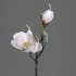 Magnolia couleur Rose 2 fleurs dont 1 bouton 44cm
