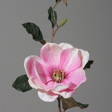 Magnolia rose/blanc