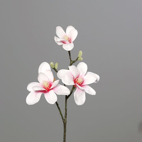 Magnolia tige 3 fleurs blanc-rose 40 cm