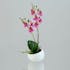 Mini orchidée-phalaenopsis en pot couleur rose et crème, 25cm