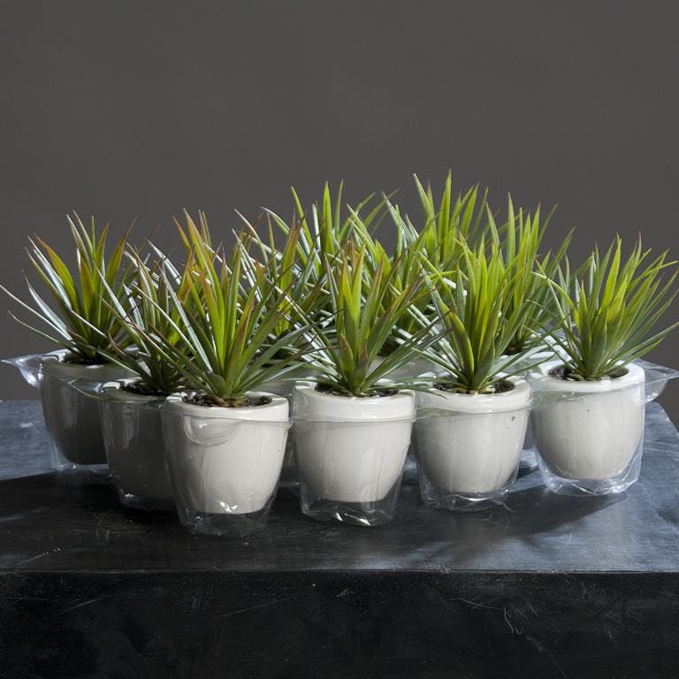 Mini plante AGAVE en pot 18cm (à l'unité)