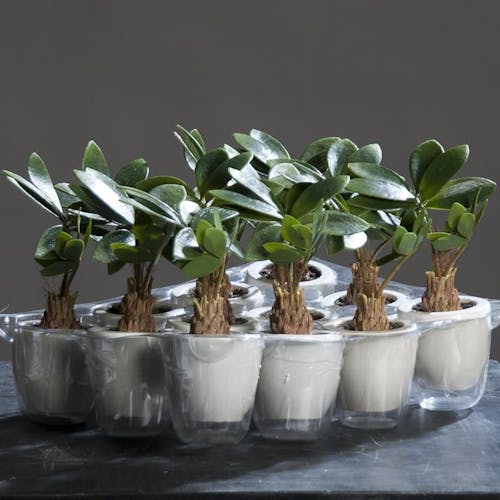 Mini plante PACHIRA en pot blanc 22cm (à l'unité)