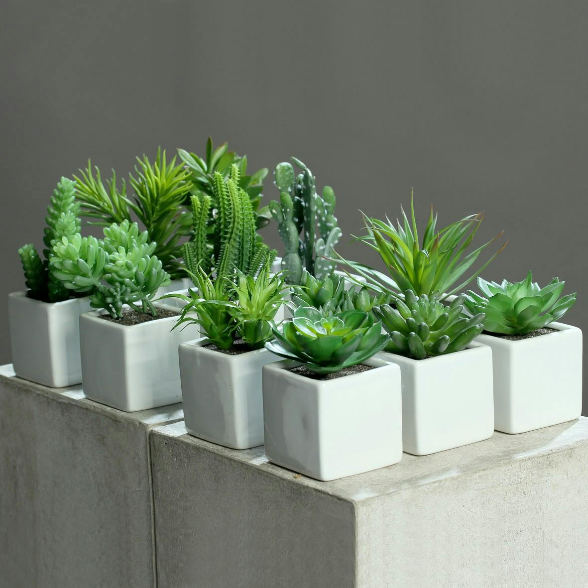 Mini  Succulente en pot céramique blanc 14-20CM (à l'unité)