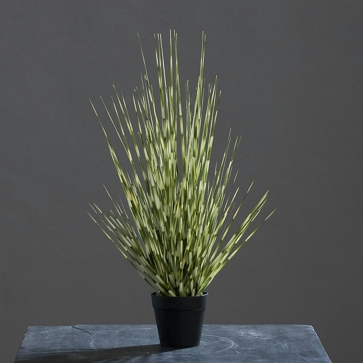 Miscanthus en pot noir 54CM