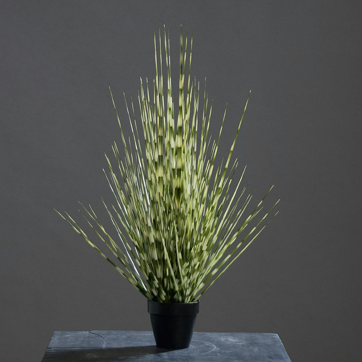Miscanthus en pot noir 70CM