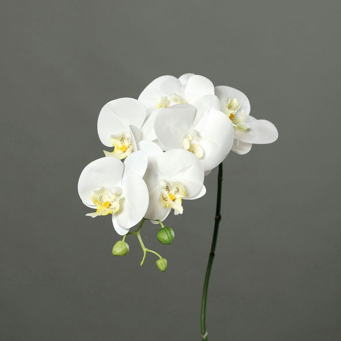 Orchidée couleur crème tige 78 cm