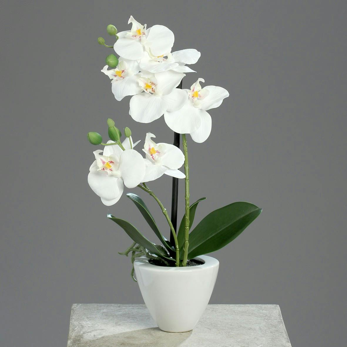 Orchidée Crème 2 tiges en pot blanc 34CM