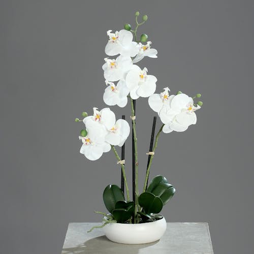 Orchidée Crème 3 tiges en coupe ronde blanche 36CM