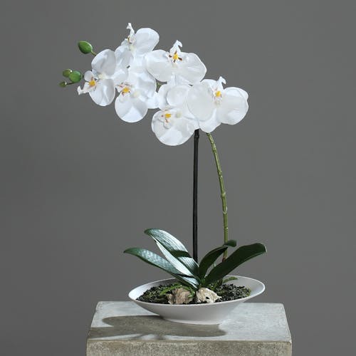 Orchidée Crème en coupe blanche 32CM