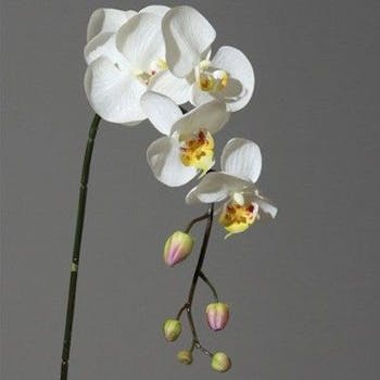 Orchidée crème/jaune