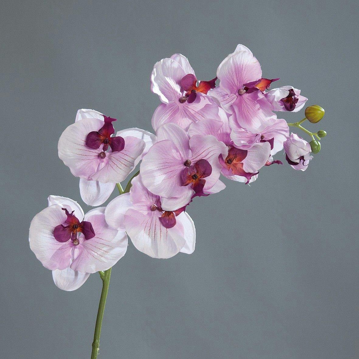 Orchidée lavande