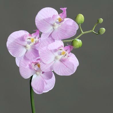 Orchidée-phalaenopsis 4 fleurons couleur lilas, 46cm