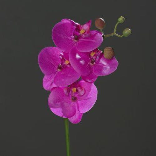 Orchidée-phalaenopsis 4 fleurons couleur pourpre, 46cm