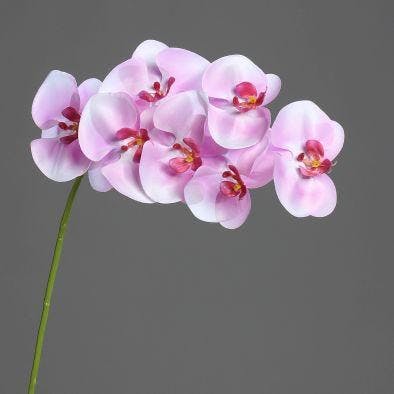 Orchidée-phalaenopsis 7 fleurons couleur lavande, 80cm