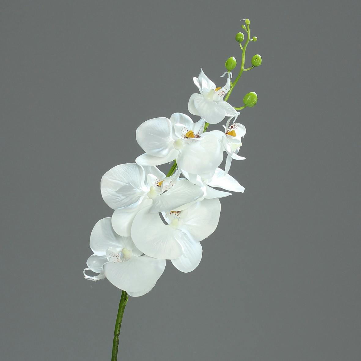 Orchidée Phalaenopsis Blanche 7 fleurons 83CM