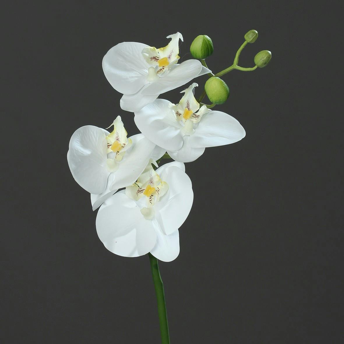 Orchidée Phalaenopsis Crème 4 fleurons 45CM