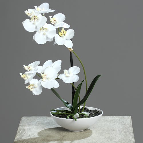 Orchidée Phalaenopsis Crème en coupe blanche 25CM