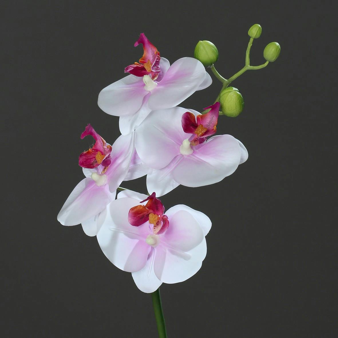 Orchidée Phalaenopsis Crème et Rose 4 fleurons 45CM