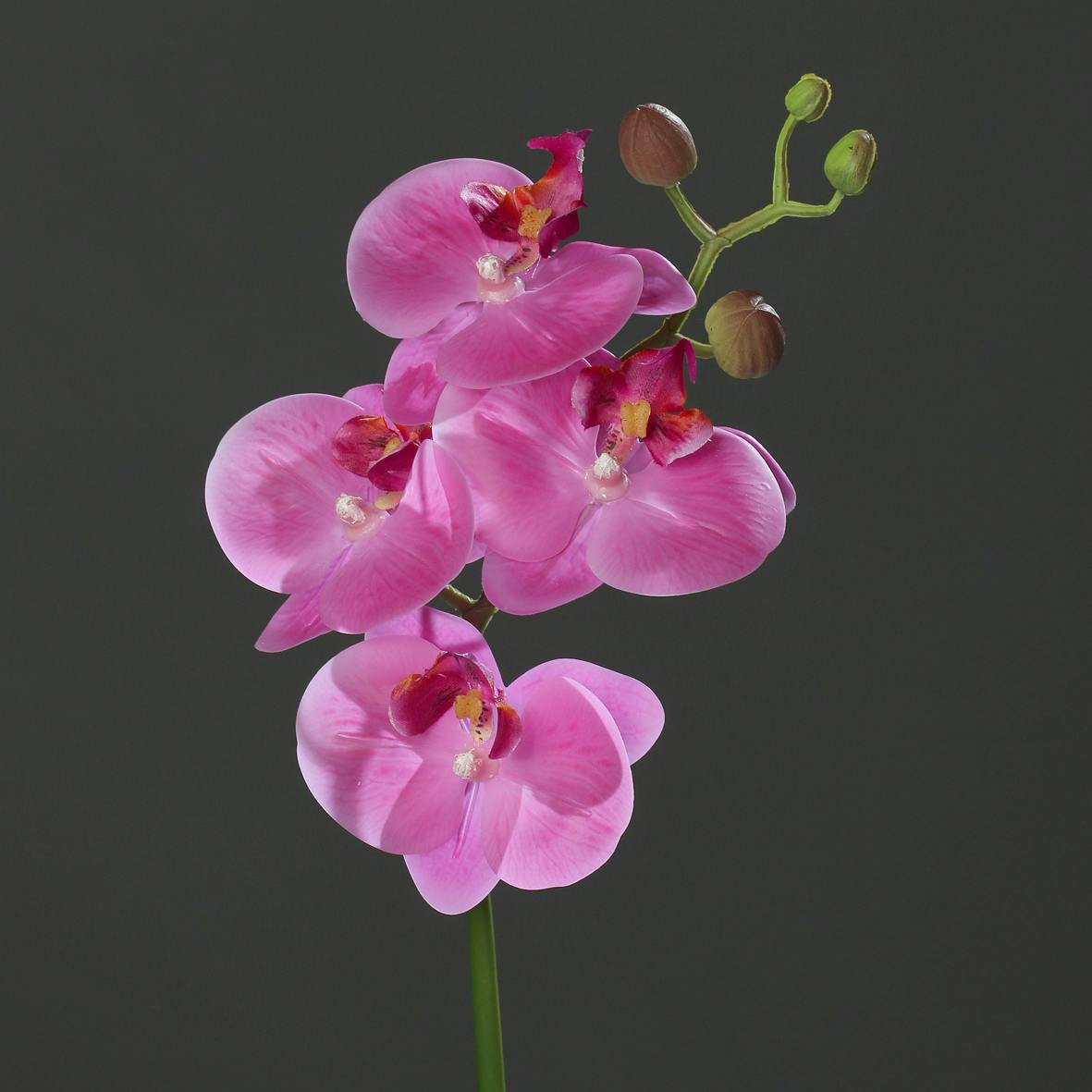 Orchidée Phalaenopsis Lavande 46CM