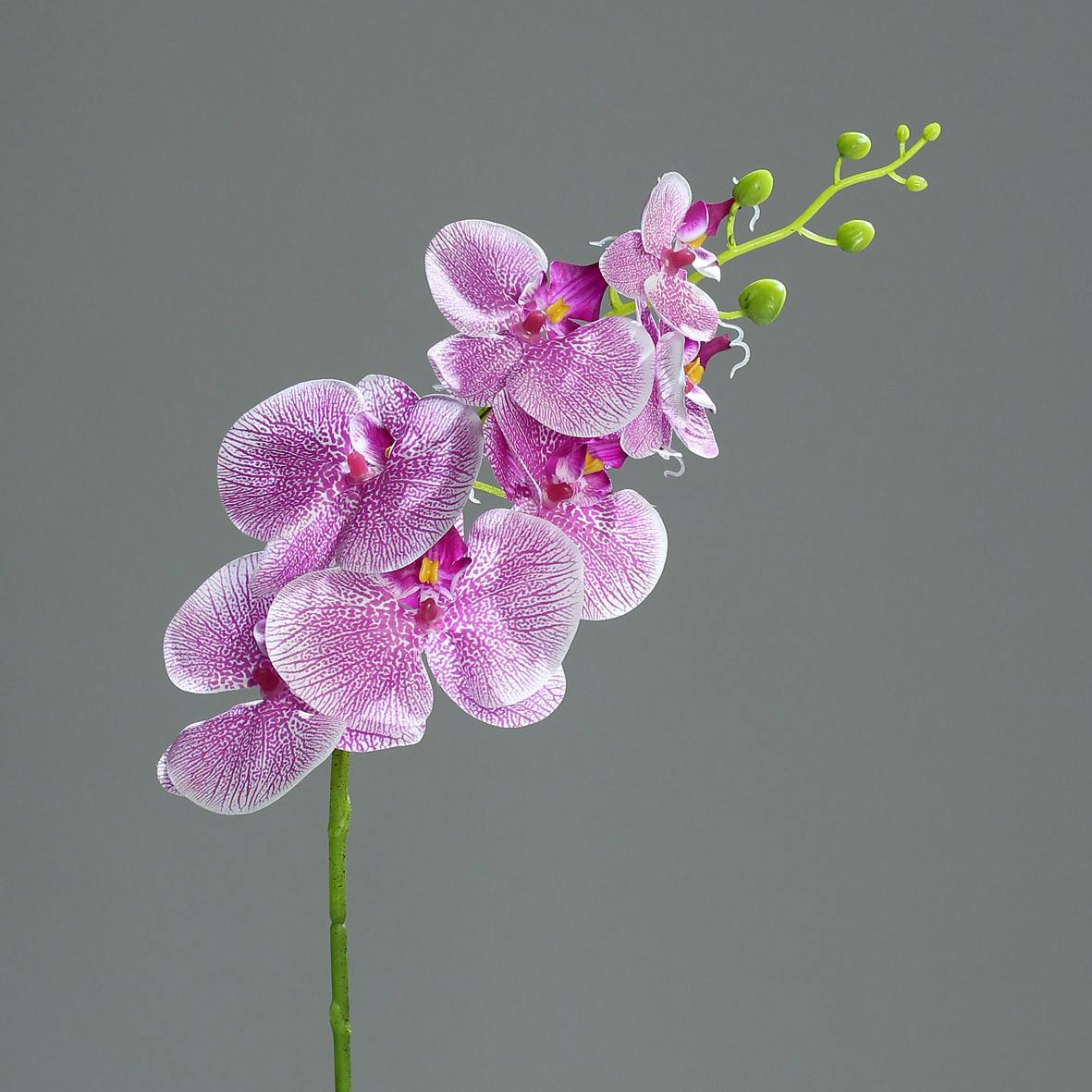 Orchidée Phalaenopsis Pourpre Rose 7 fleurons 83CM
