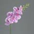 Orchidée Phalaenopsis Pourpre Rose 7 fleurons 83CM