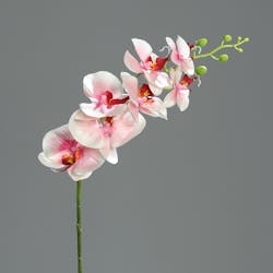 Orchidée Phalaenopsis Rose 7 fleurons 83CM