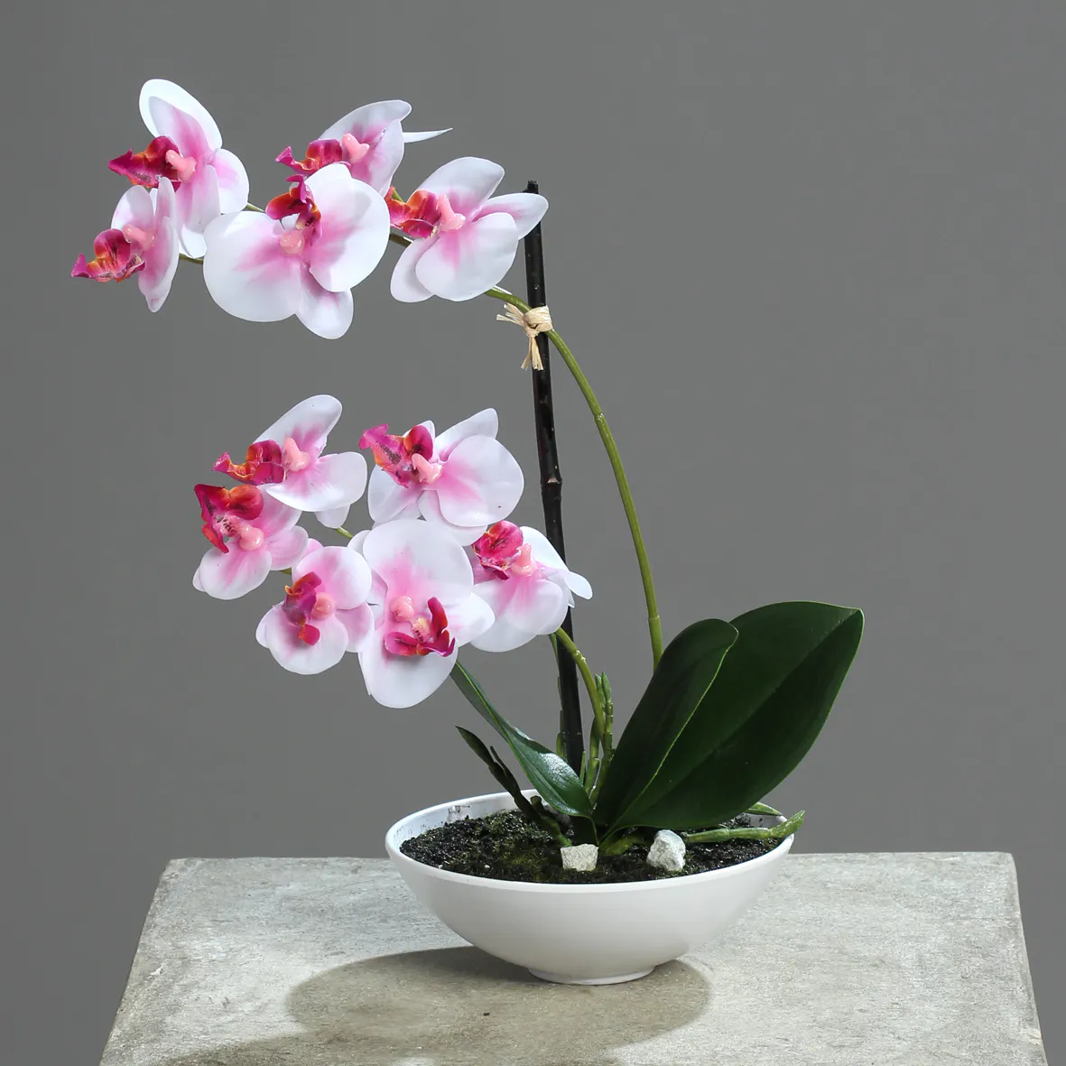 Orchidée Naturelle Phalaénopsis Rose Vétée 75 Cm - 2-3 Tailles M12 - Plante Fleur Vivante