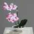 Orchidée Phalaenopsis Rose Blanc en coupe blanche 25CM