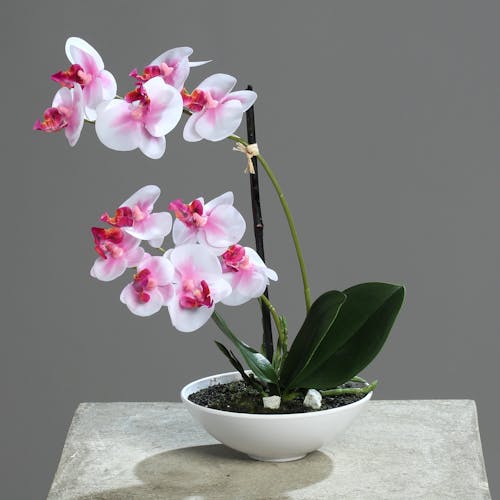 Orchidée Phalaenopsis Rose Blanc en coupe blanche 25CM