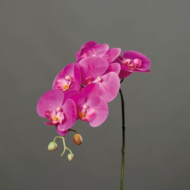 Orchidée rose vif tige 78 cm
