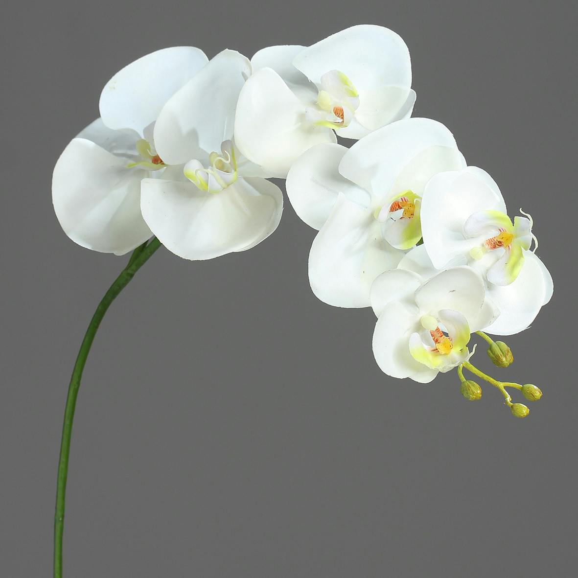 Orchidées Phalaenopsis Crème 6 fleurons 81CM