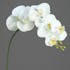 Orchidées Phalaenopsis Crème 6 fleurons 81CM