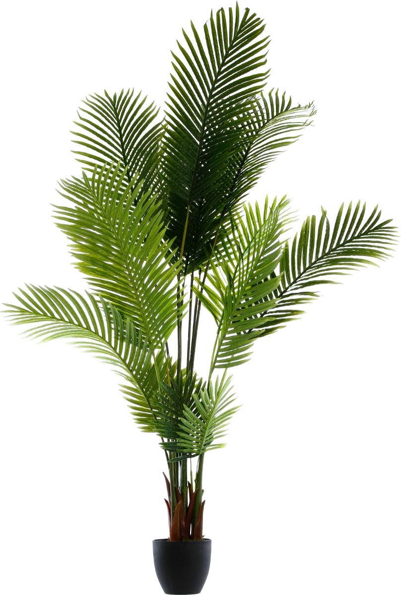 Palmier dans son pot en ciment noir H170cm