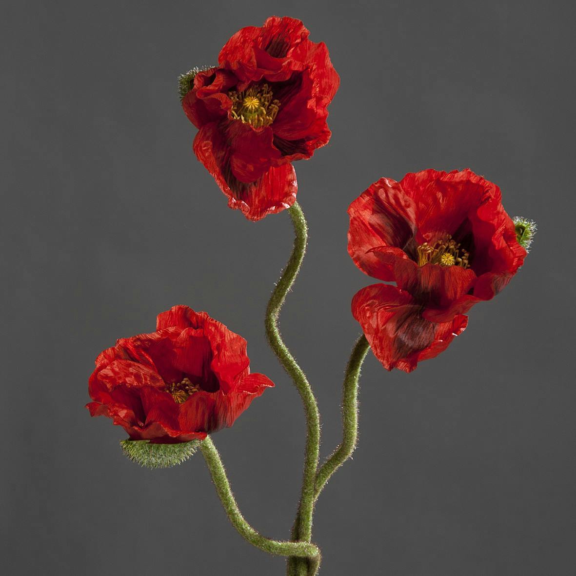 Pavot 3 fleurs Rouge 72CM