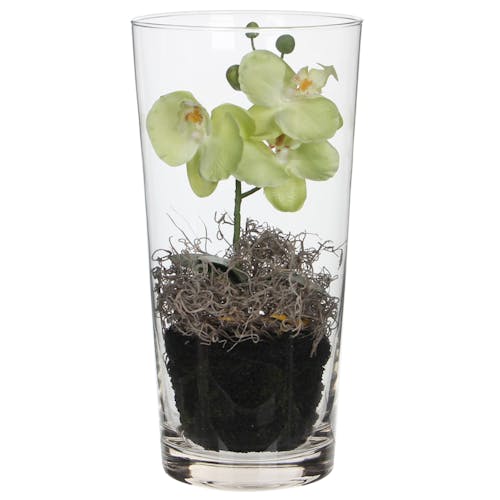 Phalaenopsis blanc vert en vase verre 30 cm