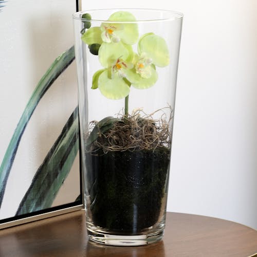 Phalaenopsis blanc vert en vase verre 30 cm