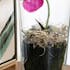 Phalaenopsis rose en vase verre 30 cm