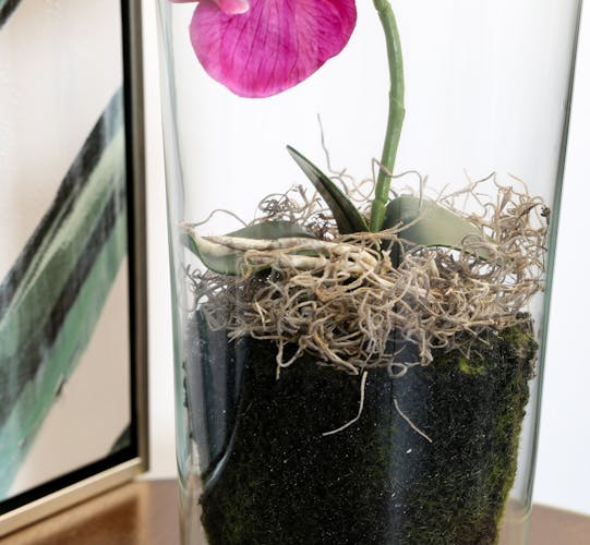 Phalaenopsis rose en vase verre 30 cm