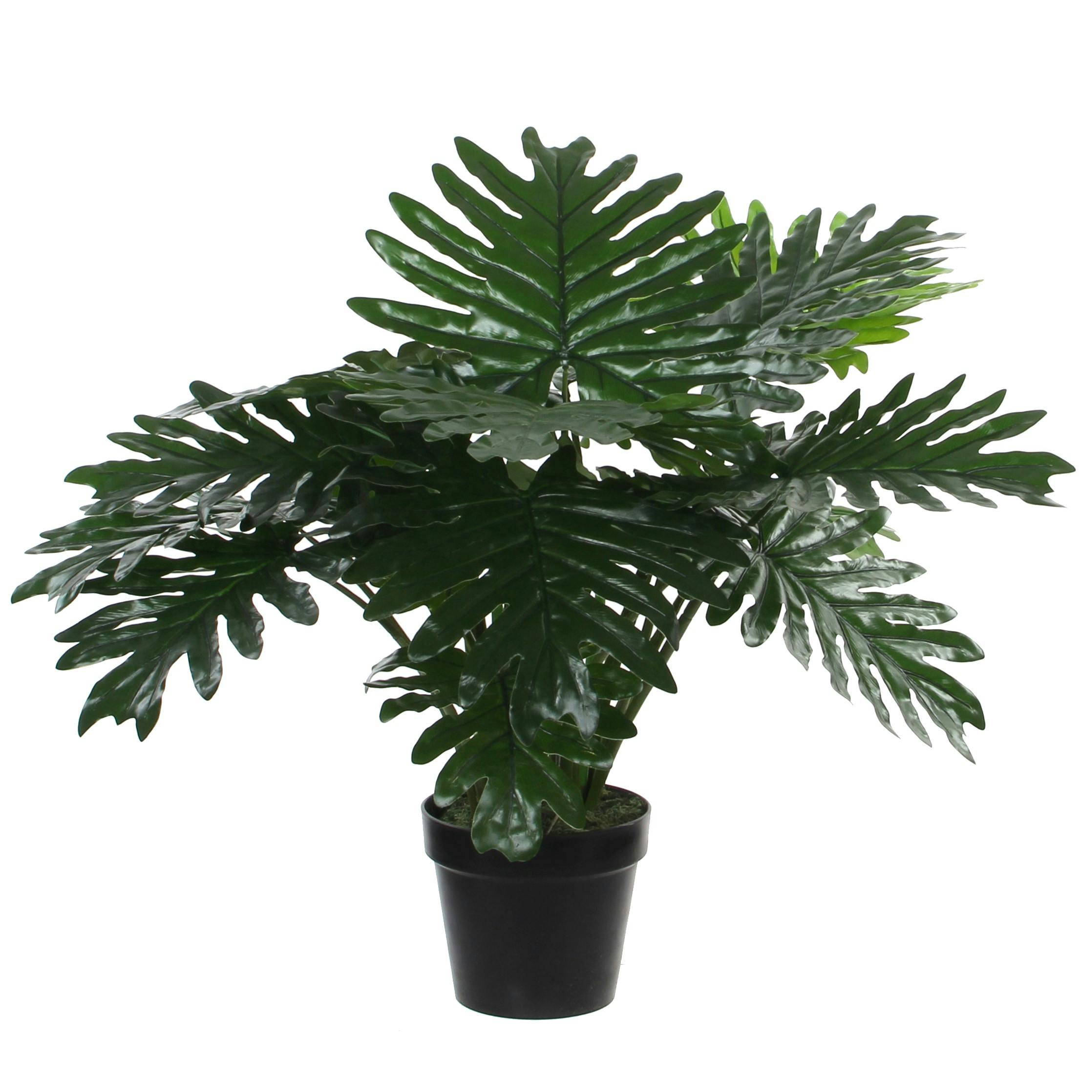 Philodendron en pot 60 cm