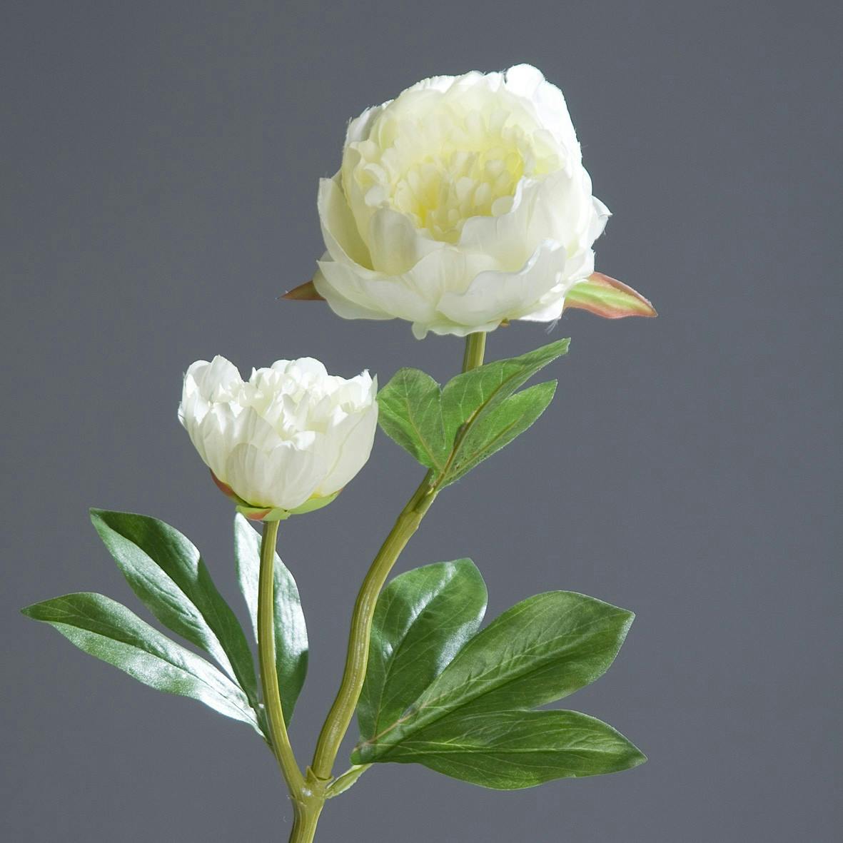Pivoine Crème 60CM
