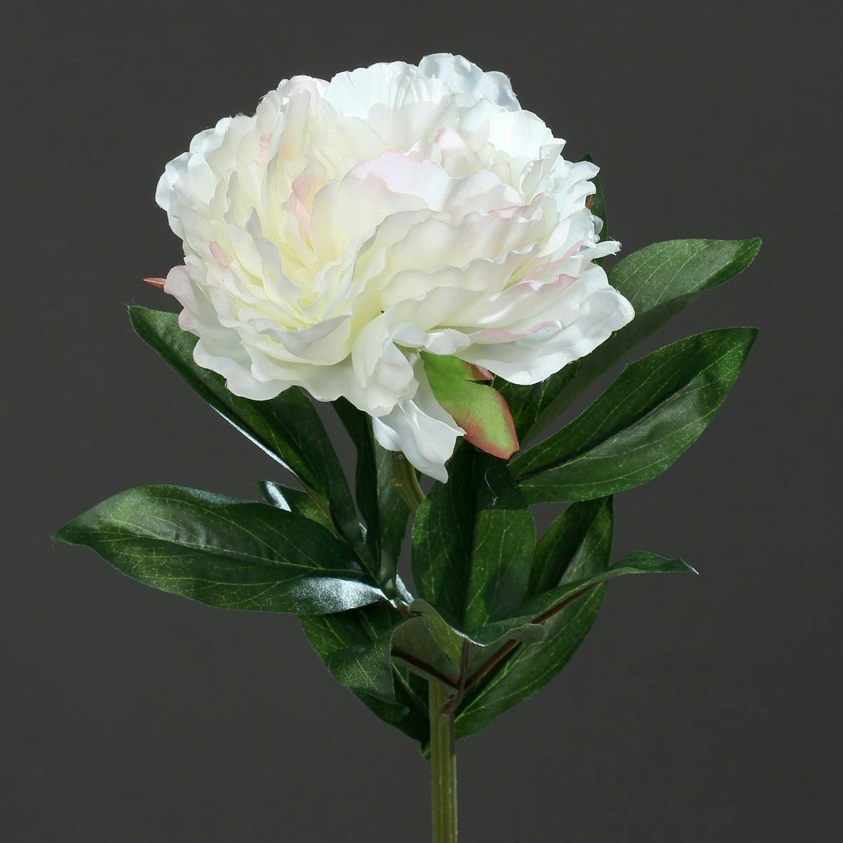 Pivoine Crème et Rose 63CM