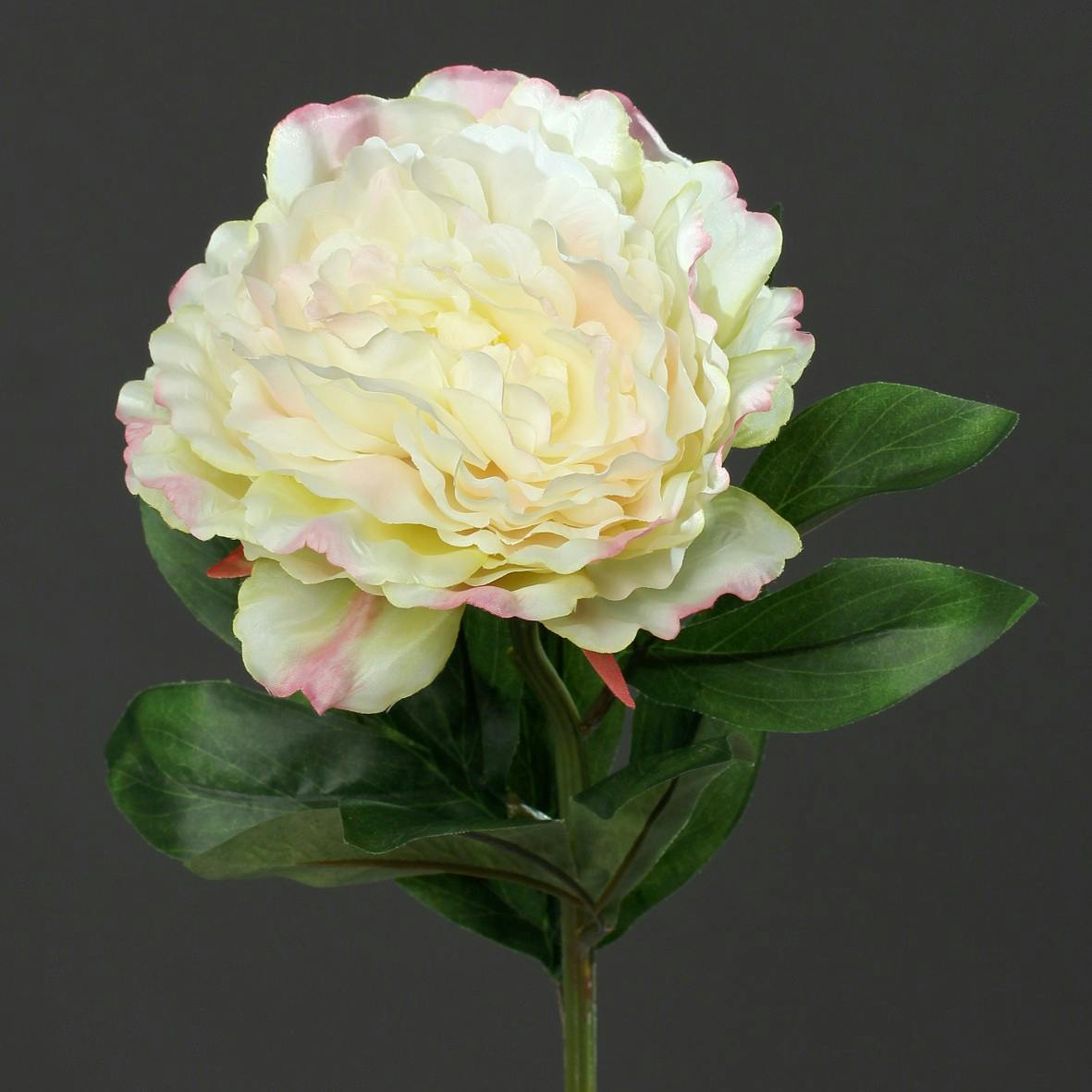 Pivoine Crème et Vert 63CM